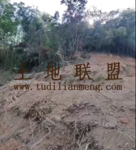 乐东170亩林地可以随时进场租金180元/亩/年