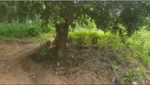 乐东800亩林地交通水电方便非常适合种植槟榔