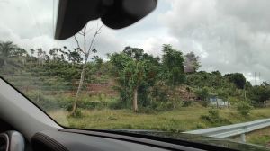 陵水250亩临大路边林地水电方便土壤肥沃