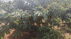 临高261亩林地水电齐全租金可以分期付款交通便利