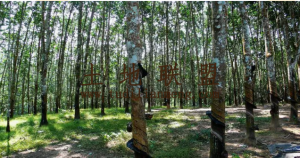 临高300亩红土种植地交通便利租金可以十年一付