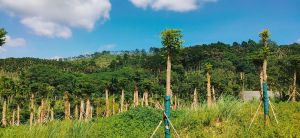 琼海40亩林地水源充足24年合同租金已付清转让费50万