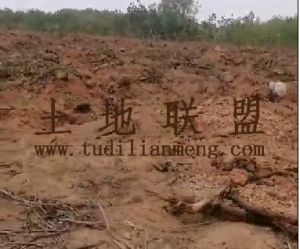 儋州180亩林地可以随时进场租金5年一付