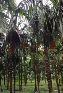 琼中20亩槟榔园转让长势旺盛接手管理就有收益