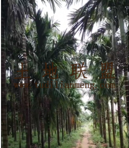 东方50亩槟榔园6000棵树出租接手管理就有收益
