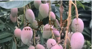 三亚5亩芒果园转让农场地可以更名交通便利