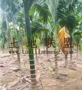 乐乐50亩槟榔园6700棵树转让设施齐全接手管理就有收益