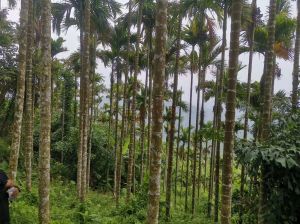 屯昌50亩槟榔园自留地没有租金接手管理就有收益