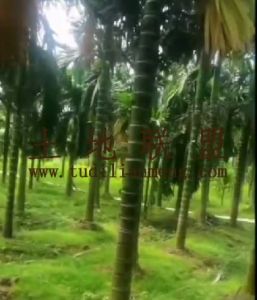 东方约55亩槟榔园6700棵转让设施齐全接手管理就有收益