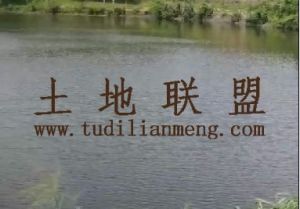 儋州240亩林地交通便利水源充足租金480元/亩/年