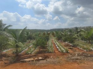 澄迈24亩林地转让水电房设施齐全租金600元/亩/年一年一付