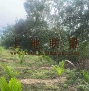 屯昌30亩农场地转让可以更名转让费只要30万