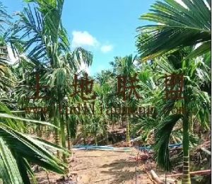 三亚60槟榔园转让32年合同没有租金转让费250万