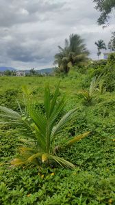 陵水11亩果园地40年合同没有租金转让费60万