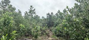 保亭250亩林地交通便利租金280元/亩/年一年一付