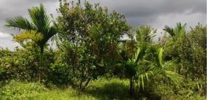 定安农场60亩槟榔园转让交通便利转让费只要78万