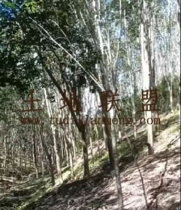 乐东30亩林地农场地水电路方便适合种植槟榔