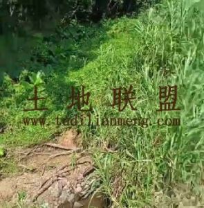 白沙约45亩林地水源充足交通便利