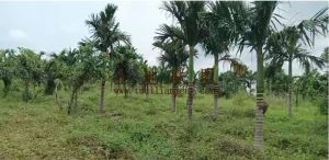 屯昌县城周边约60亩地7500棵槟榔树出租接手管理就有收益