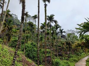 保亭40亩槟榔园带一栋两层小楼转让设施齐全接手管理就有收益