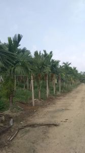 屯昌40亩槟榔转让长势良好灌溉设施齐全接手管理就有收益