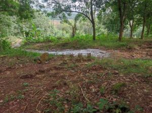 白沙150亩林地转让租金五年一付土壤肥沃