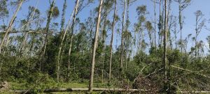 定安180亩林地转让交通便利土壤肥沃