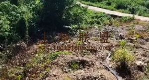 东方30亩林地水源充足交通便利可随时进场耕种