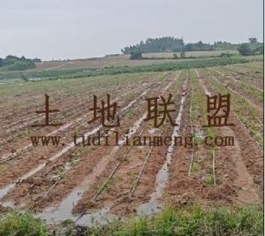 东方150亩园地转让水电房齐全交通便利租金700元/亩/年可分期付款