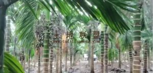 乐东约13亩地1600棵出租十年合同设施齐全接手管理就有收益