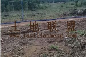 乐东600亩林地可以分割出租五年一付