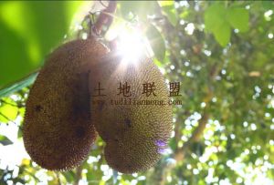 三亚130亩菠萝蜜园转让租金50元/亩/年一年一付