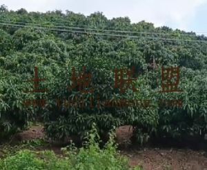 三亚80亩芒果园转让水电房设施齐全租金70元/亩/年