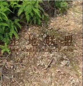 澄迈周边临水库边200亩林地50年合同租金已付清