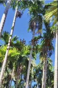 定安县城周边200亩地24000棵槟榔出租接手管理就有收益