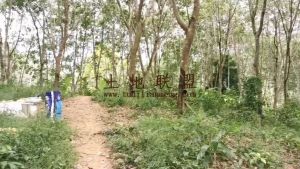 乐东140亩林地可以分割出租土壤肥沃