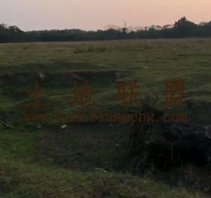 琼海博鳌95亩林地交通便利租金700元/亩/年