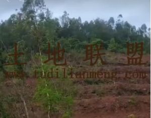 东方34亩林地临近水库边林地转让转让费35万