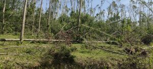 陵水65亩林地交通便利租金可以分期付款