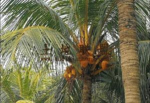 东方100亩椰子园转让租金650元/亩/年一年一付