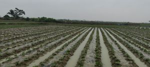 昌江450亩林地可以随时进场耕种水源充足