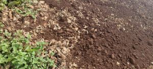 临高1000亩红土地短期出租一年合同交通便利