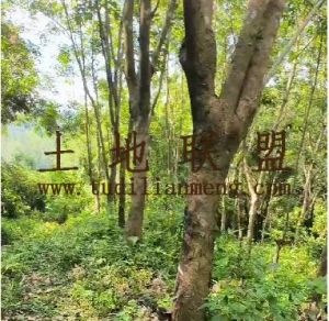 白沙200亩林地租金100元/亩/年一年一付