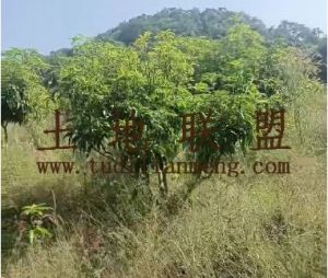 三亚50亩芒果园转让租金400元/亩/年一年一付