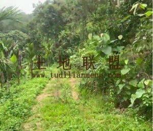 屯昌80亩农场林地可以更名租金180元/亩/年水源充足