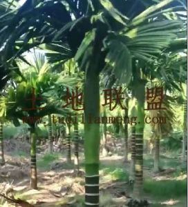 乐东约8亩地1000棵槟榔短期出租5年合同接手管理就有收益