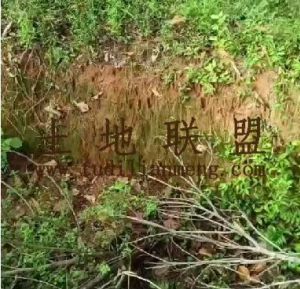 东方41亩林地已平整好可以随时进场水电齐全