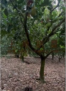 三亚50亩菠萝蜜园出租水电房设施齐全交通便利