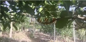 琼海16亩林地设施齐全农场地可以更名