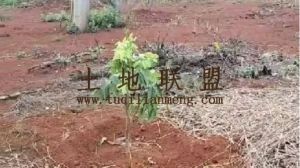 陵水16亩荔枝果园转让费只要15万交通便利